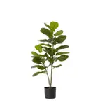 [James Lane] Fiddle Tree - 50cm x 50cm x 90cm