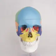 Colored Function Human Skull Cervical Vertebrae with Nerves Anatomical Models
