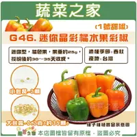 在飛比找樂天市場購物網優惠-【蔬菜之家】G46.迷你晶彩橘水果彩椒(1號甜椒)種子 (共