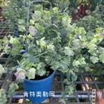 小花園藝 肯特奧勒岡 奧勒岡 5吋盆 $140