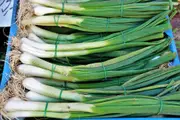 SPRING ONION 'White Lisbon' seeds