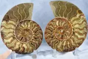Large Ammonite Pair Sweet Crystal Cavity 204mm 110myo Fossil XXXL 8.1" 4302dd
