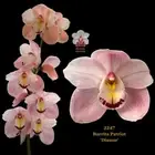 100mm Cymbidium Orchid clone 2247 Barrita Patriot 'Dianne'