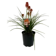 180mm Poco Red 'Asphodelaceae' - kniphofia