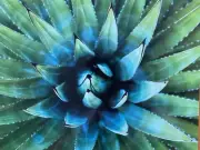 AGAVE CACTUS - Grand Canyon National Park - South Rim - oversized Postcard
