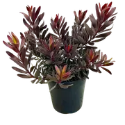 200mm Leucadendron Ebony - Leucadendron laurelolum hybrid
