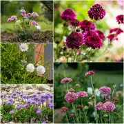 Scabiosa - Dwarf Double Flowered Mixed seeds