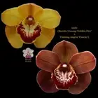 Cymbidium Seedling L051 (Barrita Unsung 'Golden Fire' x Flaming Angela 'Chocky')