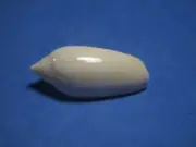 Oliva (Oliva) fulgurator (Röding, 1798) "ALBINO!" (42.7mm)