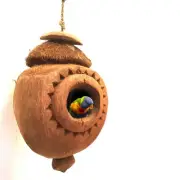 Natural Bird Nest hanging bird's Swing house gecko small animal Coconut Shell