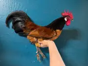 Extremely Rare BANTAM Vorwerk! European import lines