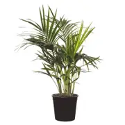 400mm Kentia Palm - Howea fosteriana