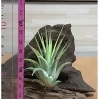 在飛比找蝦皮購物優惠-空氣鳳梨—小精靈 華美T.ionantha Huamelul