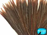 10 Pieces - 18-20" Natural Long Golden Pheasant Tail Feathers