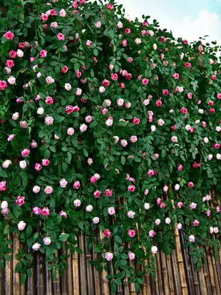 仿真玫瑰花藤吊蘭綠植塑料假花藤條裝飾室內擺設垂吊花墻壁掛植物