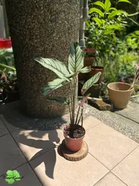 在飛比找Yahoo!奇摩拍賣優惠-~長榮~~【斜紋竹芋】3吋盆 竹芋  觀葉植物 生活 園藝