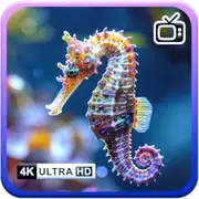 Ocean Seahorse Serenity - Tranquil Piano & Ocean Screensaver