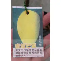 在飛比找蝦皮購物優惠-花田厝_水果苗--蜜煌芒果--新品種.果肉細緻紮實4吋盆高3