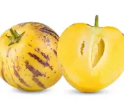 Pepino (Solanum muricatum)