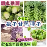 孢子甘藍種子 四季蔬菜抱子甘藍小頭菜小包菜捲心菜紫孢子甘藍庭院蔬菜種植高產量種子蘇菜快收成 四季蘇菜種子