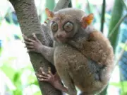 Cute Tarsiers The Big-Eyed Fur Babies Nocturnal Anti slip MOUSE PAD 9 X 7inch US