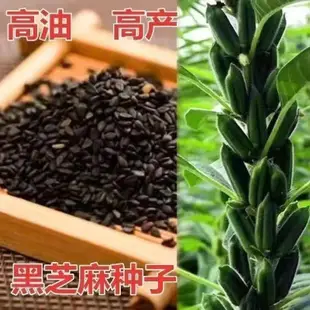 現貨、種子 黑芝麻種子純黑種子高油高產優質黑芝麻糊蔬菜種子四季黑芝麻種籽/種籽