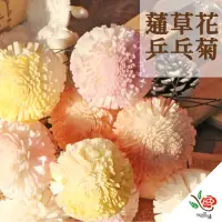 在飛比找momo購物網優惠-【極度花燥】蓪草乒乓菊(花材)