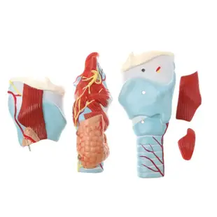 2倍放大咽喉模型 喉解剖 喉部血管甲狀腺喉結喉頭喉嚨 器官模型 教學仿真教具