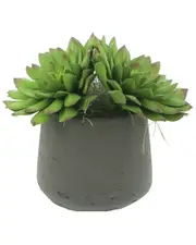 Creative Displays Echeveria Succulents In Black Fiberstone Pot