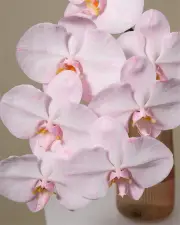 "Flamingo" Phalaenopsis Orchid in Rose Glass Vase (2x Stem)