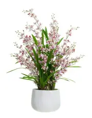 [Fusion Botanicals] Dancing Lady Orchid in Ceramic Pot in Pink