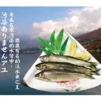 在飛比找真情食品館優惠-海撰-宜蘭冷泉香魚(400g)★海撰北農商店街★