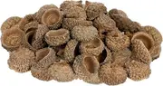 SOLUSTRE 50 Pcs Acorn Shell Harvest Party Decoration Dry Acorn Ornament Home Decor Decorating Craft Rustic Shells Decorate Dried Acorn Caps Ornaments Tree Acorns Wedding Brown