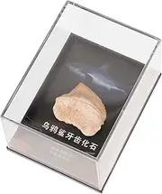 CANIGHT Fossilized Model Unique Decorative Teeth Ornament for Home Decor Educational Teaching Prop for Geological Science Collection and