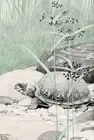 Turtle : Walter King Stone : 1906 : Archival Quality Art Print