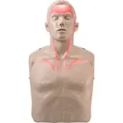NEW Brayden CPR Manikin Dummy Pulse With Lights/Bloodflow Adult Size