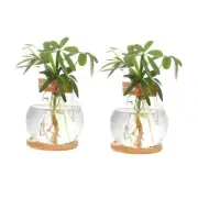 Plant Propagation Station,Hydroponic Glass Container Vase Jars, with Wooden