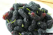 Buy Mulberry Black English Fruit Trees - Morus nigra