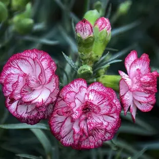 精選康乃馨種子花卉四季易種植多年生室內陽台觀賞花種子超多顏色可選