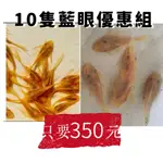 【彩蝦屋】藍眼鬍子/藍眼大帆 10隻優惠超值組合包 除藻生物 除藻 異形