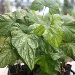 非洲面具 CERCESTIS MIRABILIS 觀葉植物 植物 植栽 盆栽  園藝 療癒【阿金的便秘花園】PP269