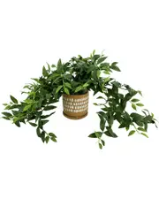 Creative Displays Ivy in Decorative Pot