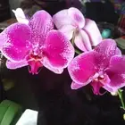 Orchid Absolute Phalaenopsis blume Pure Flower Extract, Perfume, Perfumery