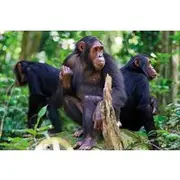 Save 5.00%! 3 Day Chimpanzee Trek in Nyungwe Forest and Lake Kivu Holiday