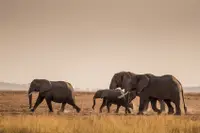 在飛比找雄獅旅遊優惠-【主題旅遊】挑戰非洲第一高峰_吉力馬札羅山暨動物獵遊13日_