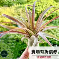 在飛比找蝦皮購物優惠-植藝-愛結 ✧經典美鳳✧ Tillandsia Love K