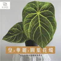 在飛比找蝦皮購物優惠-【拈花微笑】皇x華麗x圓葉花燭｜封面照為母本｜4吋｜觀葉植物