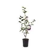 140mm Camellia Pure Silk - Camellia sasanqua