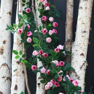 玫瑰藤仿真花植物假花藤蔓客廳樹枝造型水管裝飾遮擋纏繞綠葉藤條 全館免運