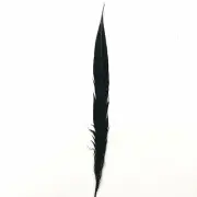 20" to 30" Lady Amherst Pheasant Side Tail Feather - Black